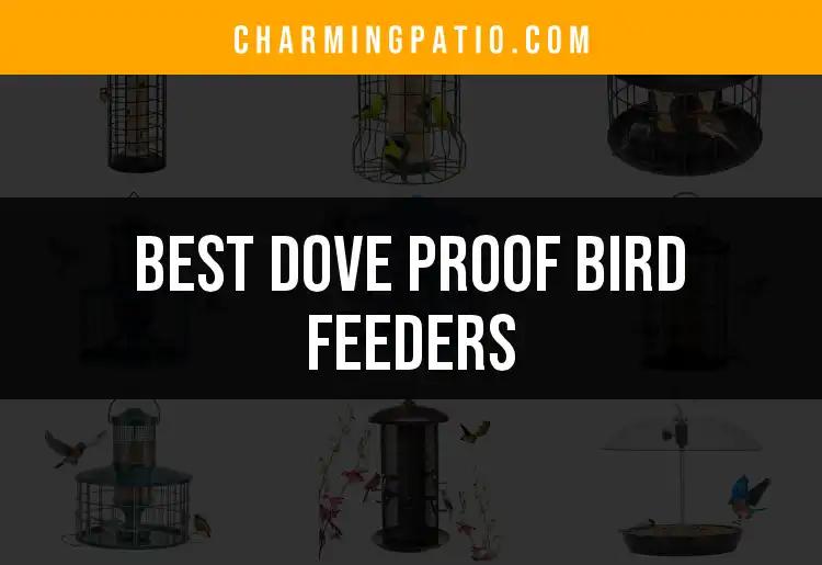 16 Best Dove Proof Bird Feeders for Your Backyard Serenity