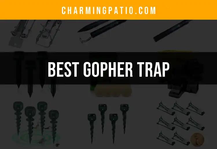 15 Best Gopher Traps for a Pest-Free Yard