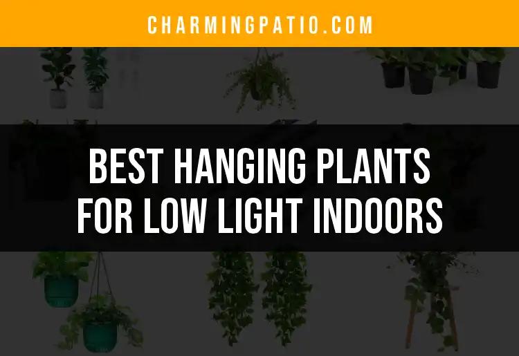 10 Best Hanging Plants For Low Light Indoors