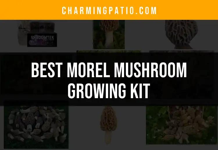 10 Best Morel Mushroom Growing Kits for Your Garden