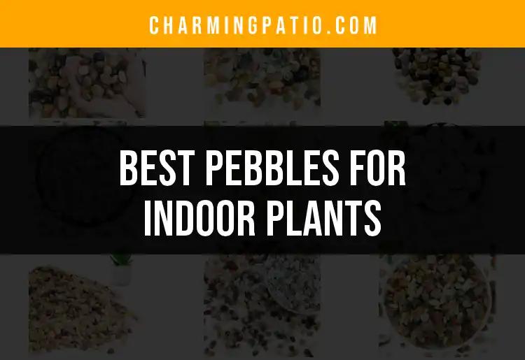 13 Best Pebbles For Indoor Plants To Elevate Your Greenery