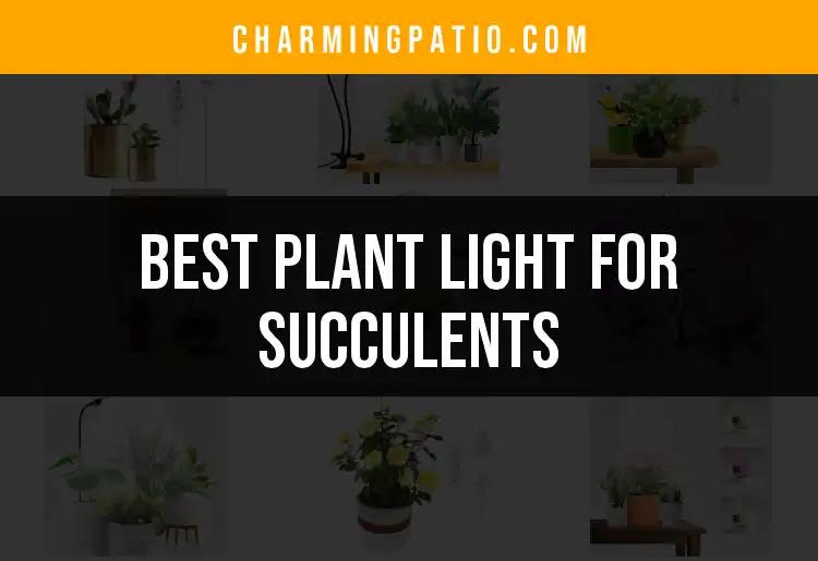 18 Best Plant Lights for Thriving Succulents