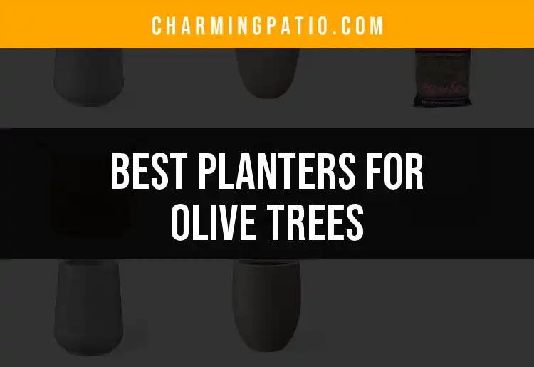 14 Best Planters for Olive Trees That Nourish Growth
