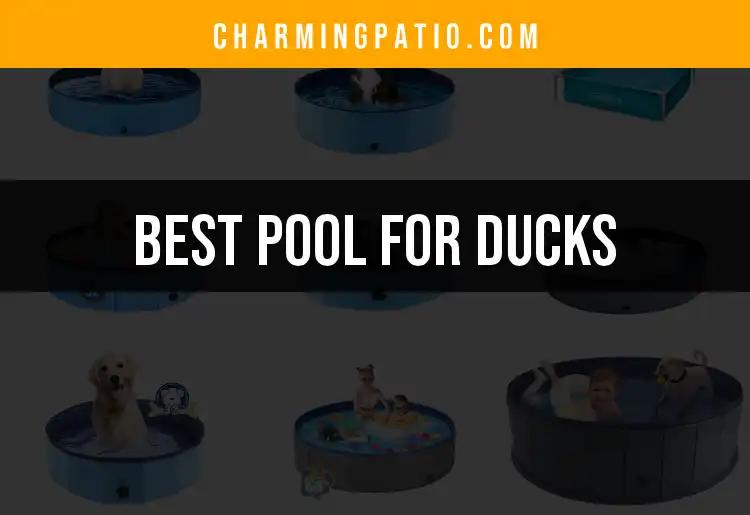 15 Best Pools For Ducks: Fun Water Play Options