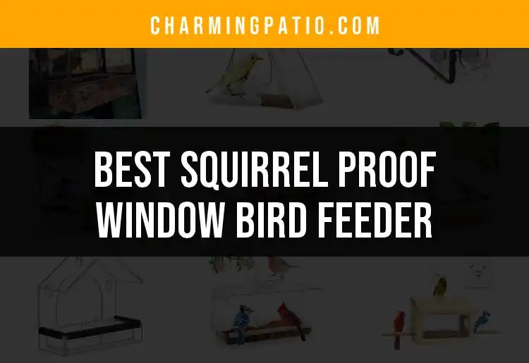 11 Best Squirrel Proof Window Bird Feeders For Bird Lovers