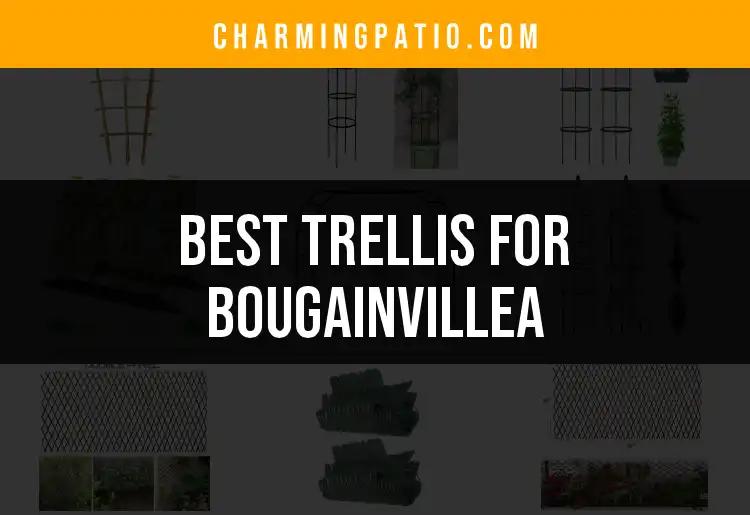 12 Best Trellises for Bougainvillea: A Guide to Beauty