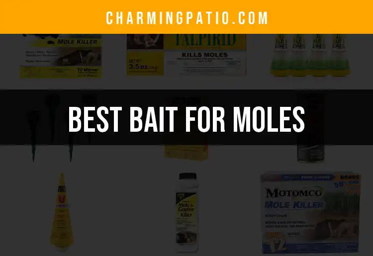 13 Best Bait for Moles to Keep Your Garden Safe featured