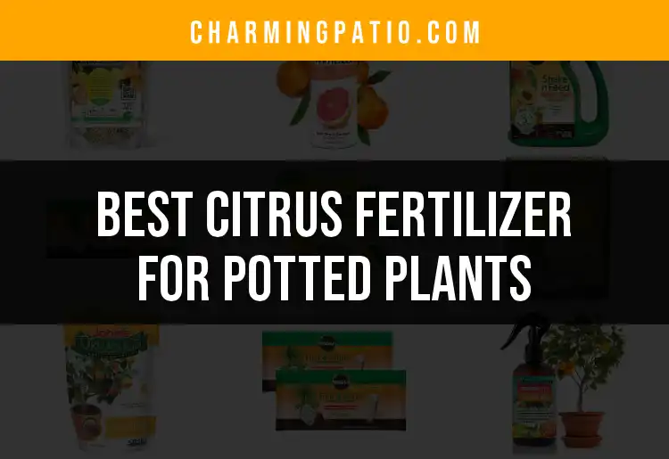 15 Best Citrus Fertilizers for Thriving Potted Plants