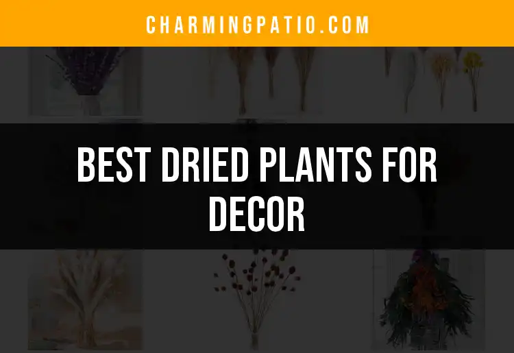 11 Charming Dried Plants for Decor That Transform Spaces