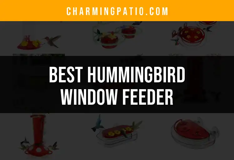 11 Best Hummingbird Window Feeders For Your Garden Delight