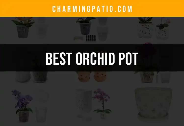 13 Best Orchid Pots for Thriving Blooms