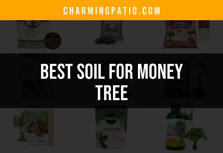 12 Best Soils for Money Trees to Grow Rich and Lush featured
