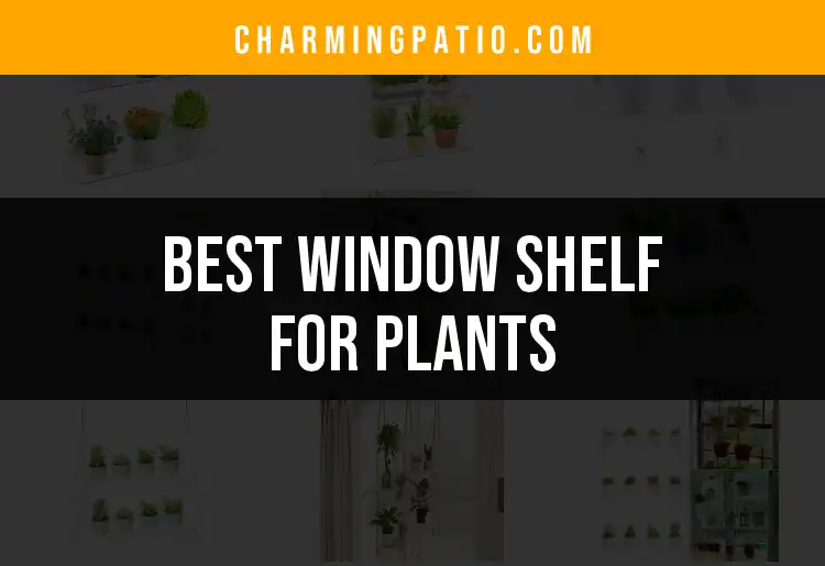 11 Best Window Shelves for Plants to Elevate Your Greenery